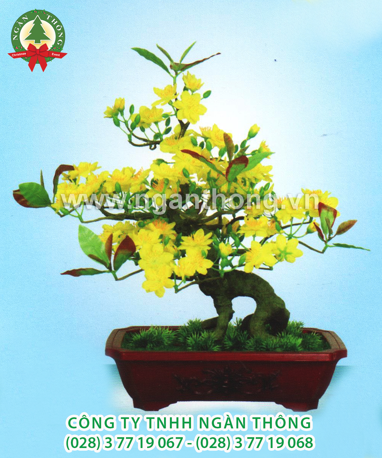 CÂY MAI BONSAI BM8 (52CM)