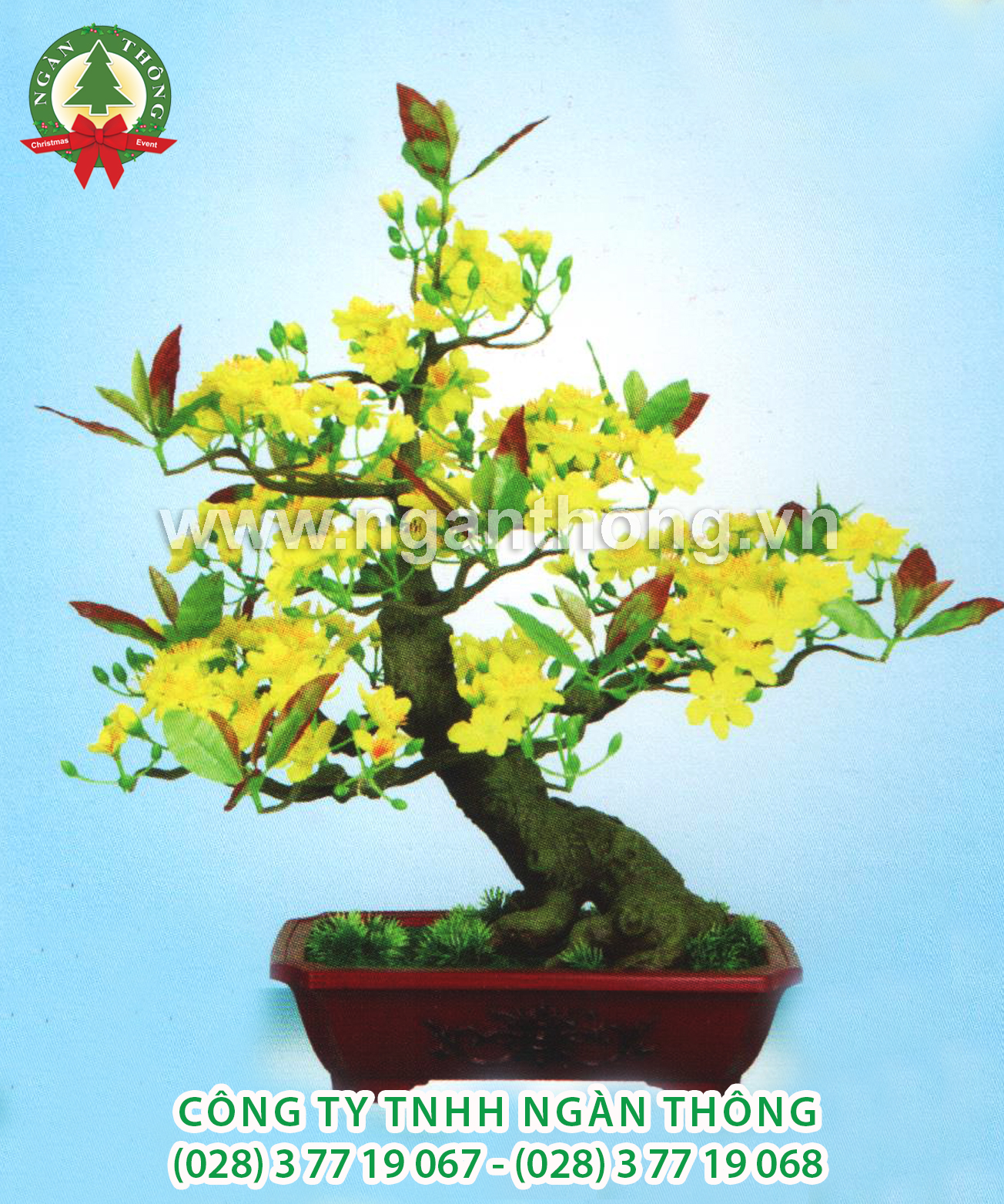 CÂY MAI BONSAI BM9 (60CM)