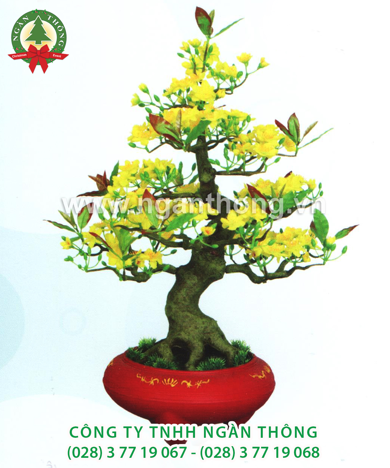 CÂY MAI BONSAI BM10 (72CM)