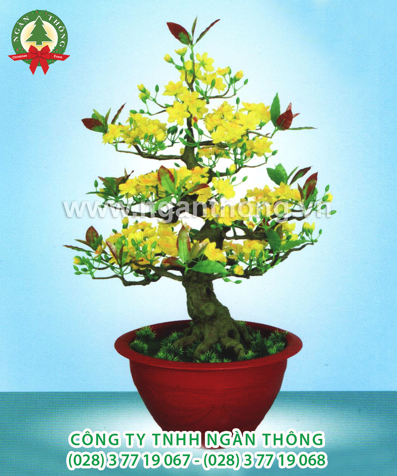 CÂY MAI BONSAI BM12 (66CM)