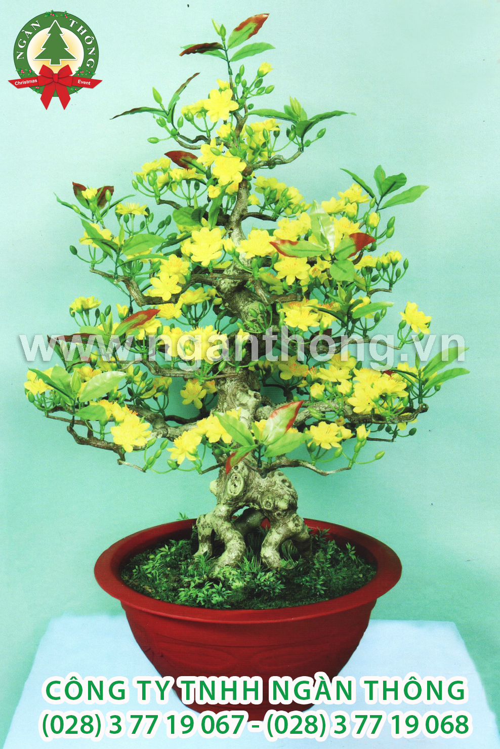 CÂY MAI BONSAI BM14 (80cm)