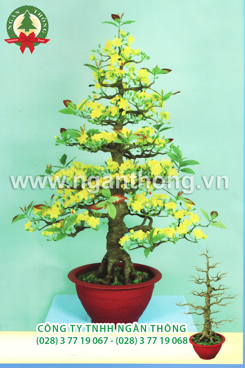 CÂY MAI BONSAI BM15 (125CM)