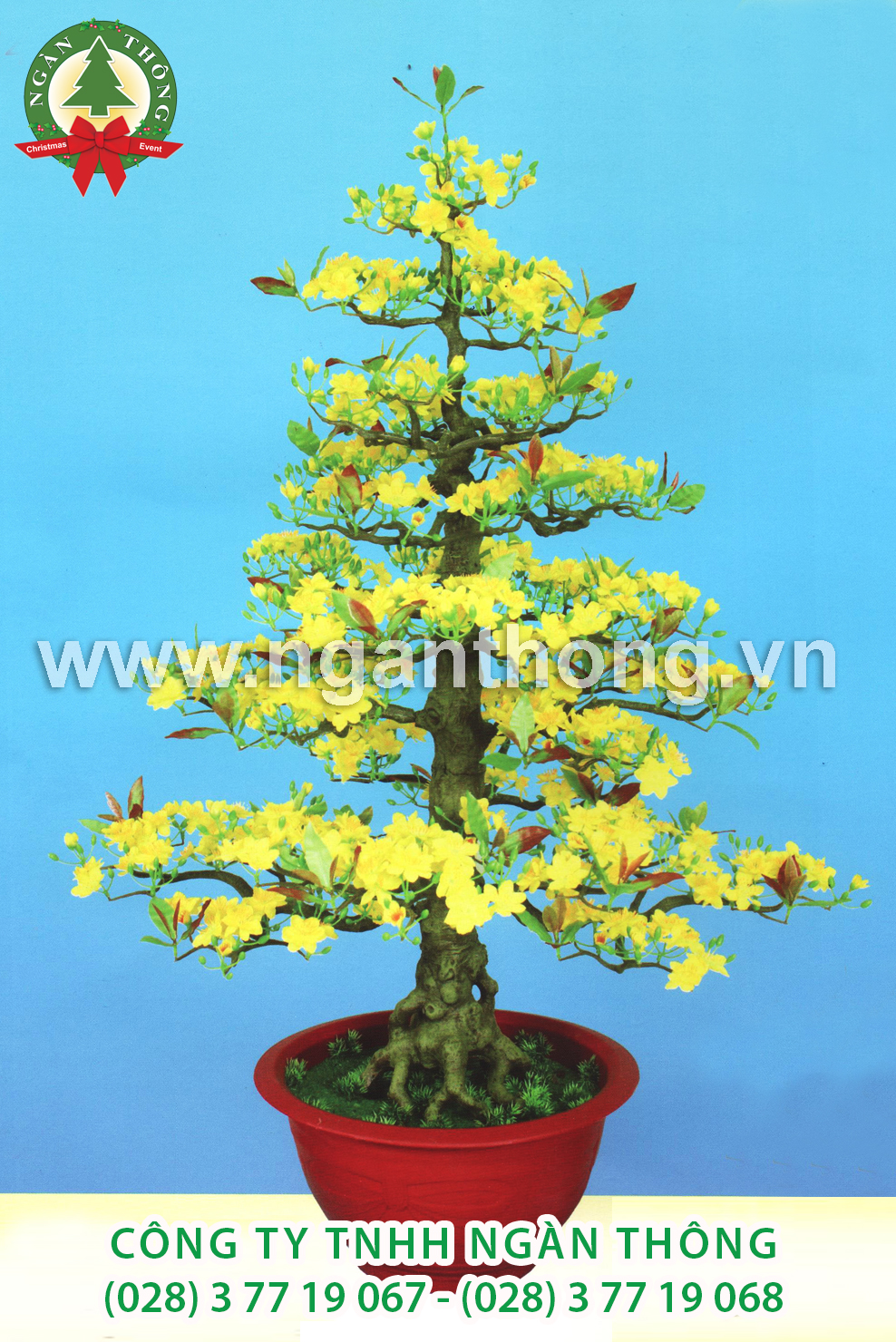 CÂY MAI BONSAI BM16 (155CM)