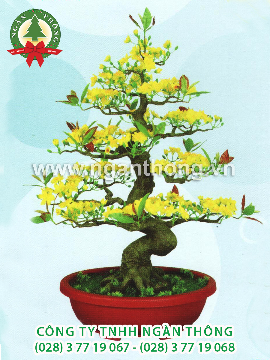 CÂY MAI BONSAI BM19 (83CM)