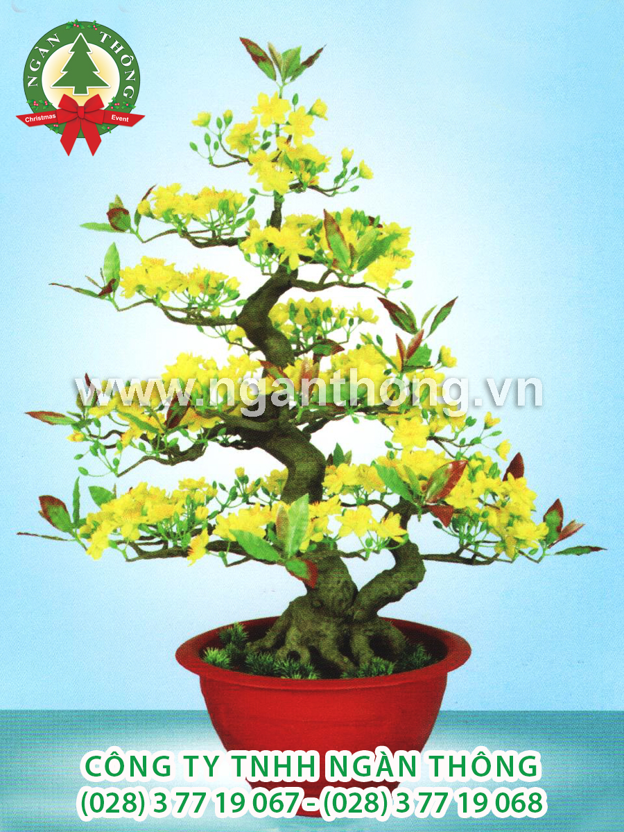 CÂY MAI BONSAI BM20 (80CM)