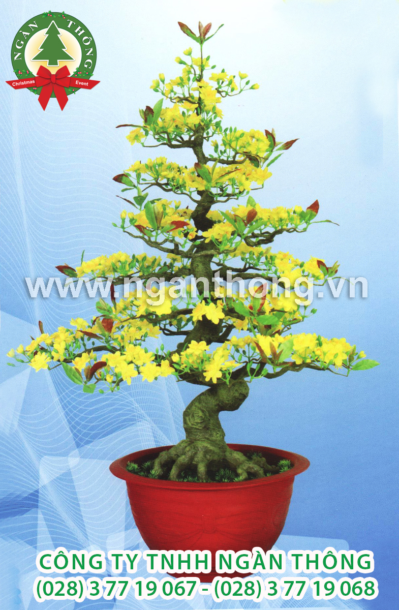 CÂY MAI BONSAI BM21 (98CM)