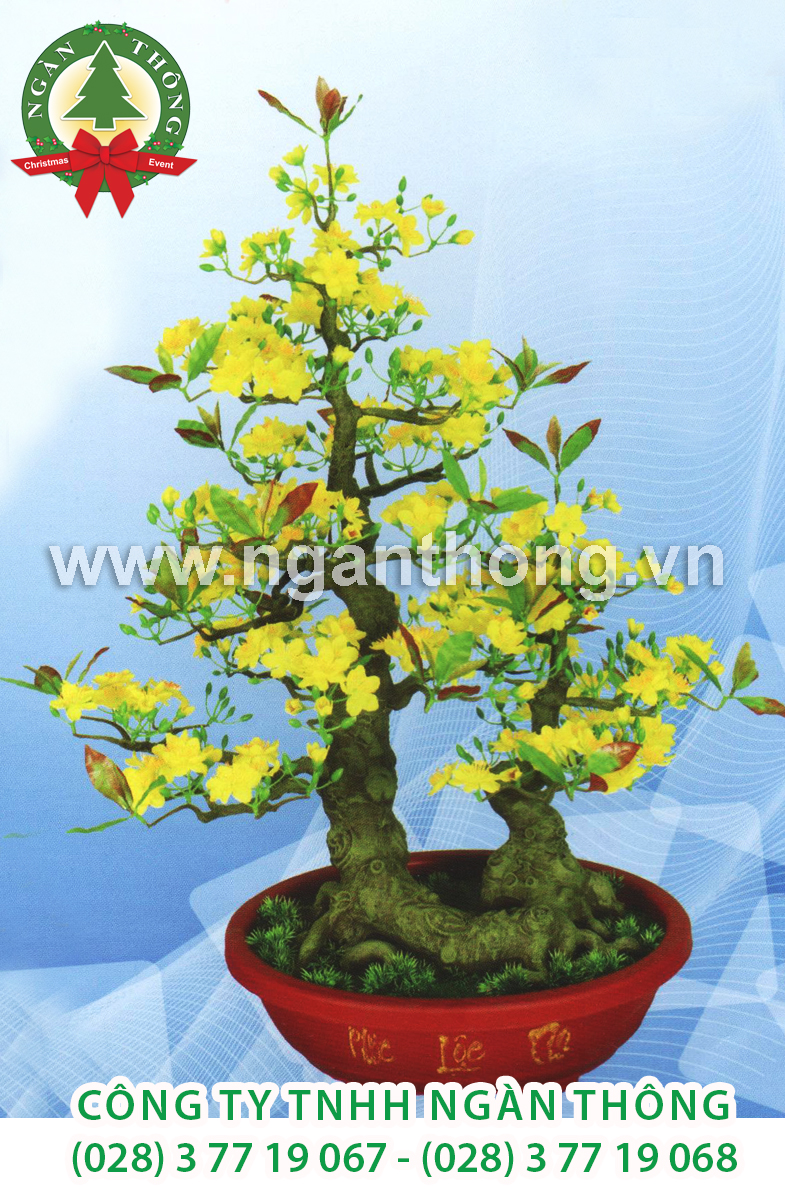 CÂY MAI BONSAI BM22 (86CM)