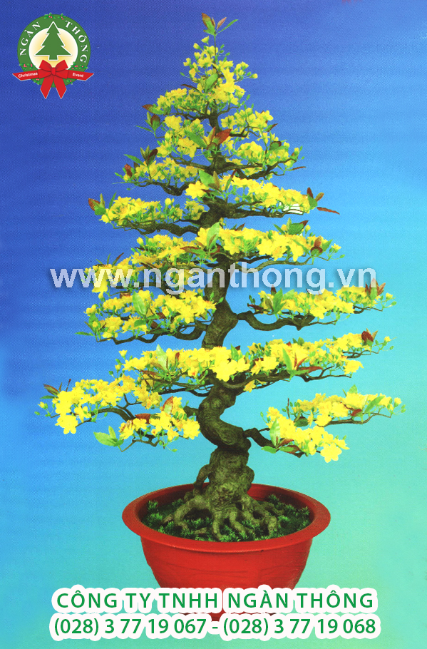 CÂY MAI BONSAI BM23 (165CM)