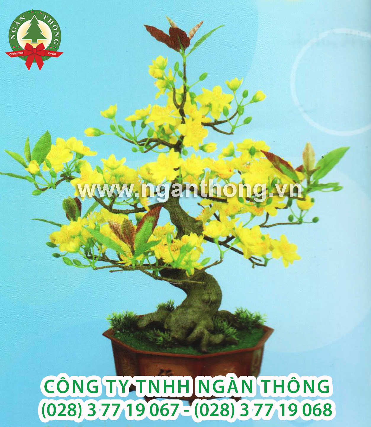 CÂY MAI THẲNG HM1 (50CM)