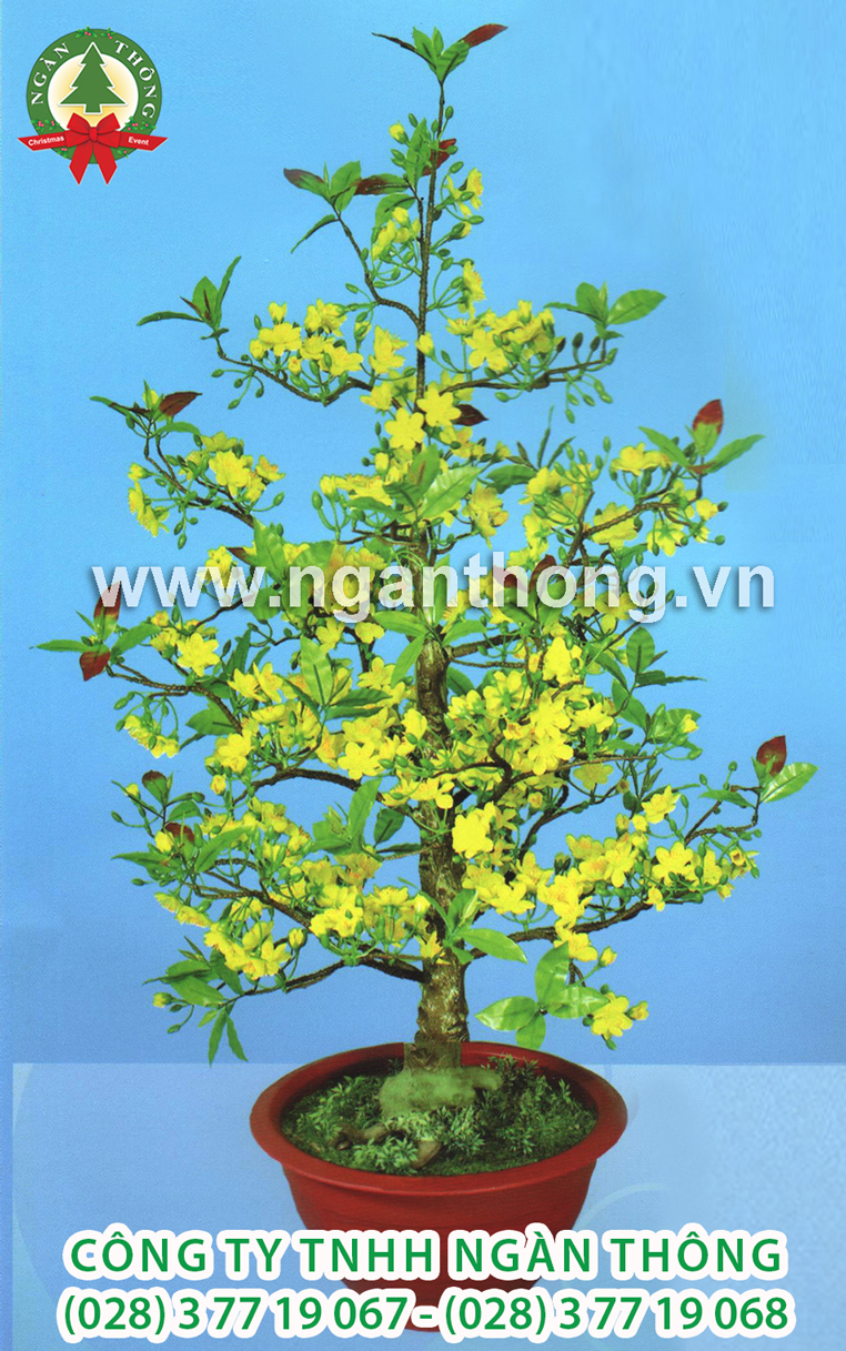 CÂY MAI THẲNG HM5 (120CM)