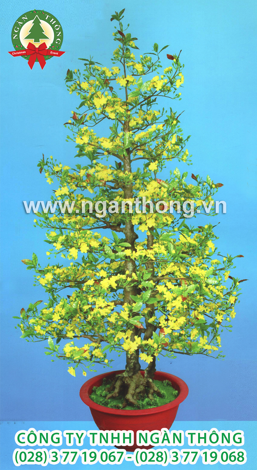 CÂY MAI THẲNG 2 THÂN M200 (2M)