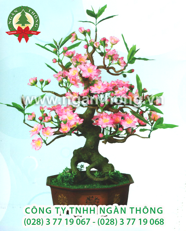 CÂY ĐÀO BONSAI DN3 (52CM)