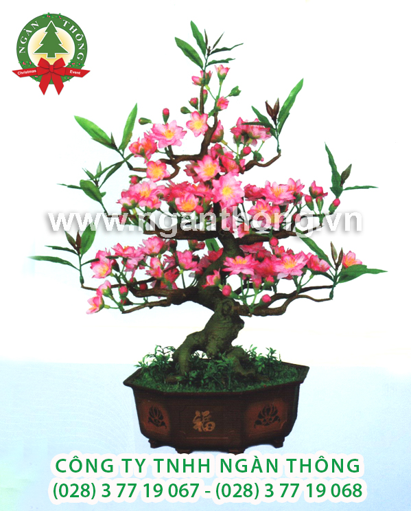 CÂY ĐÀO BONSAI DN6 (50CM)