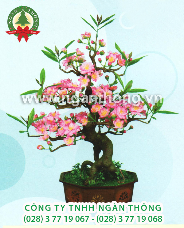 CÂY ĐÀO BONSAI BD5 (52CM)