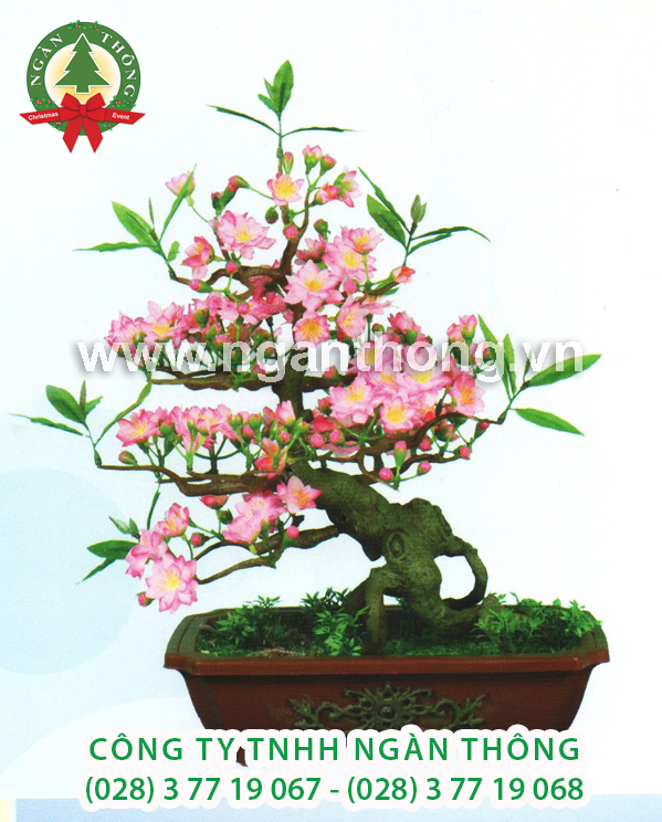 CÂY ĐÀO BONSAI BD6 (50CM)