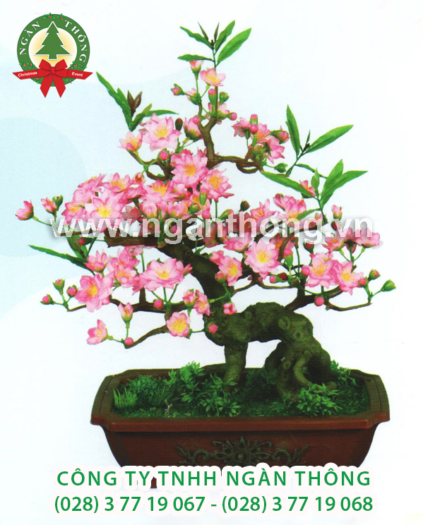 CÂY ĐÀO BONSAI BD8 (50CM)