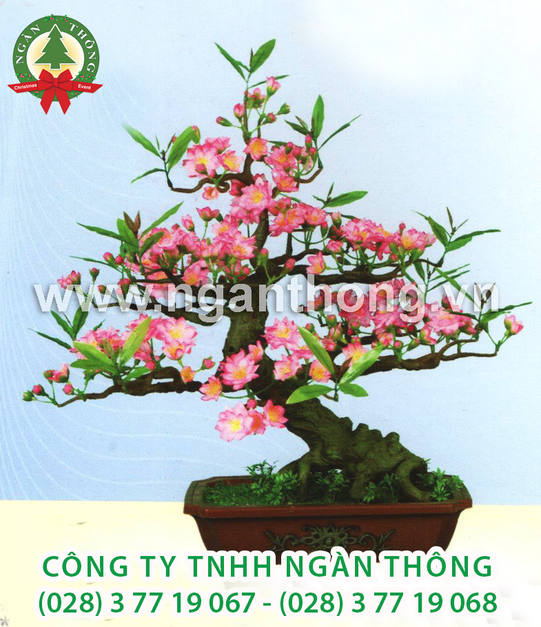 CÂY ĐÀO BONSAI BD9 (60CM)