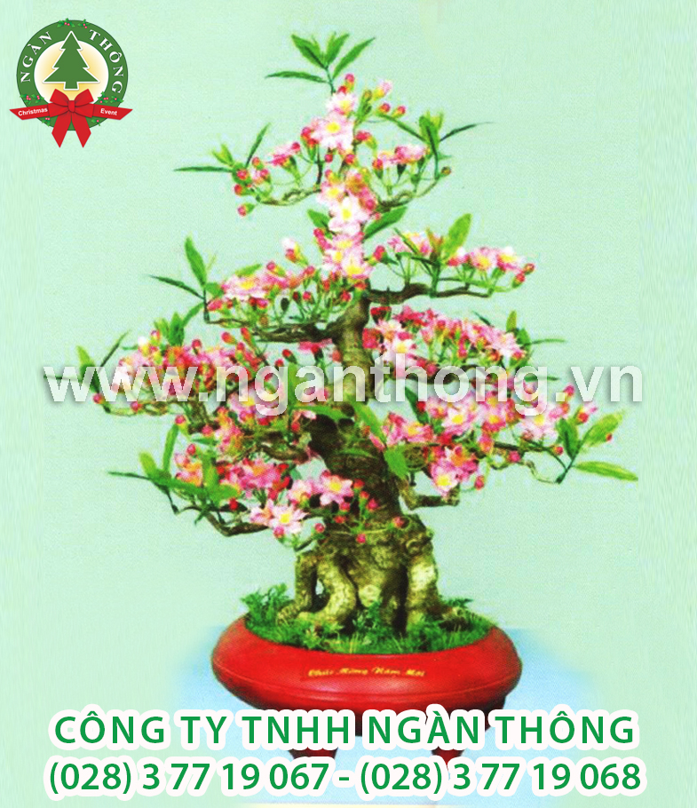 CÂY ĐÀO BONSAI BD10 (72CM)