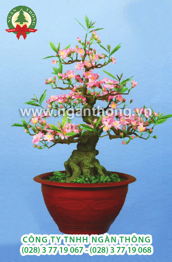 CÂY ĐÀO BONSAI BD12 (80CM)