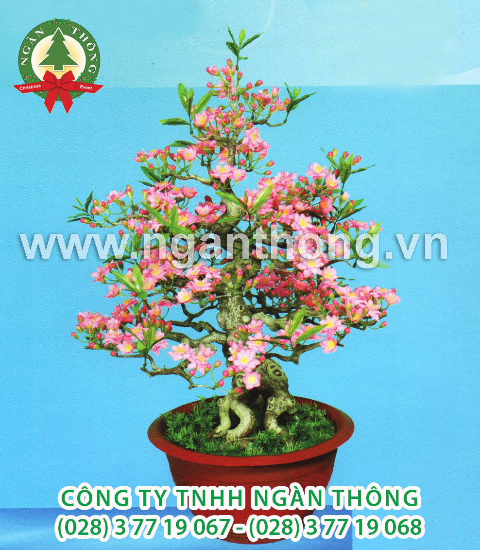 CÂY ĐÀO BONSAI BD14 (85CM)