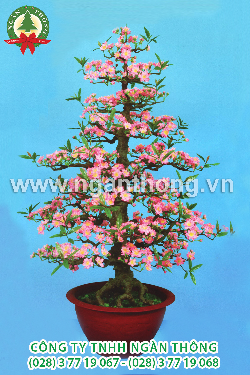 CÂY ĐÀO BONSAI BD16 (145CM)