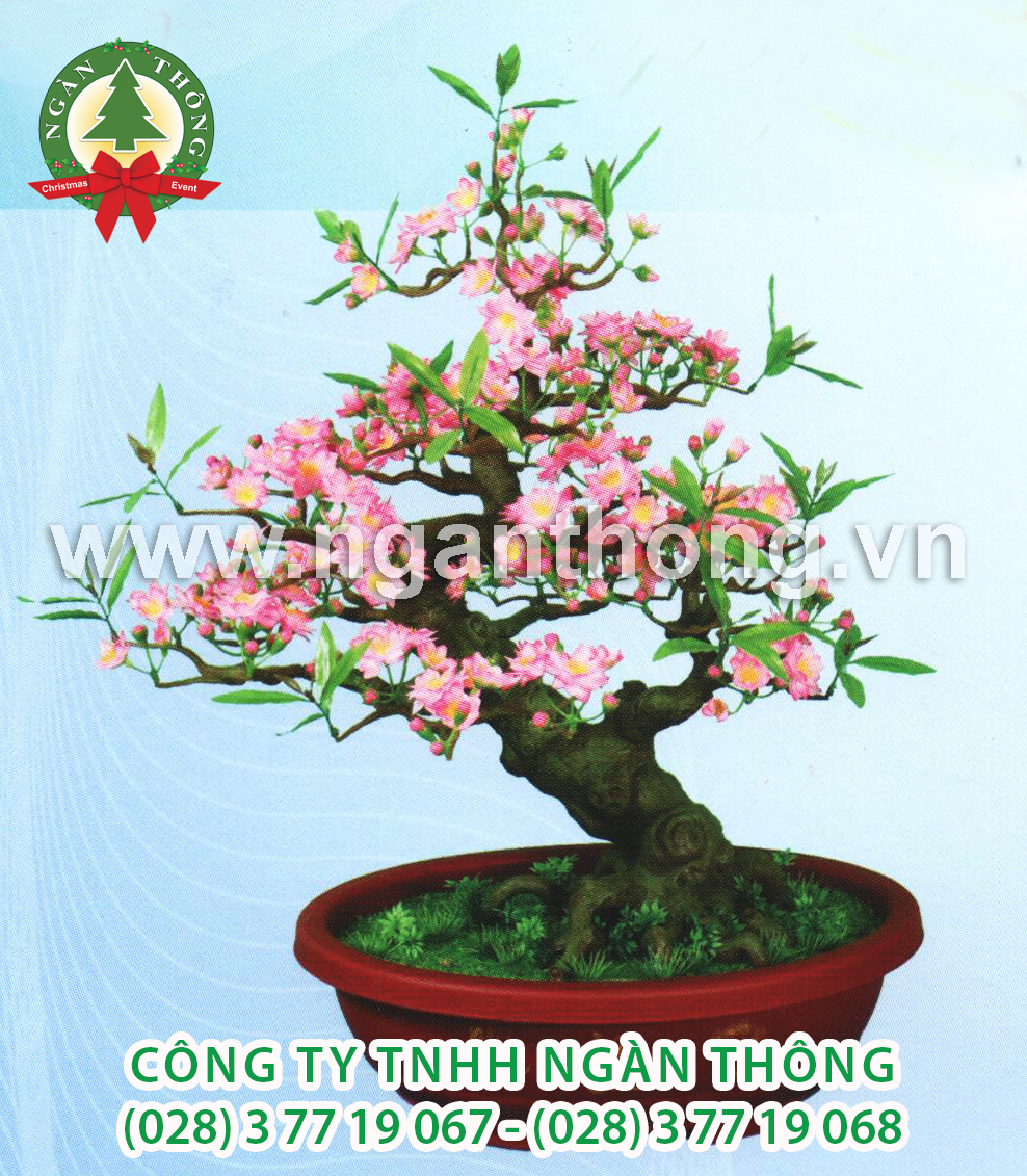 CÂY ĐÀO BONSAI BD17 (80CM)