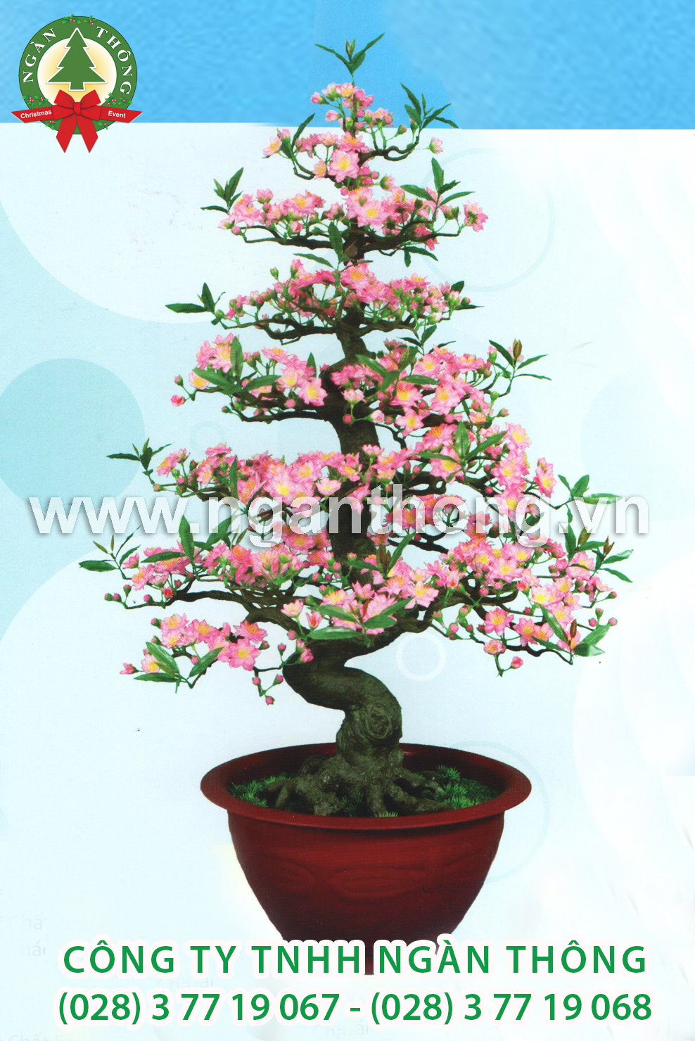 CÂY ĐÀO BONSAI BD21 (125CM)