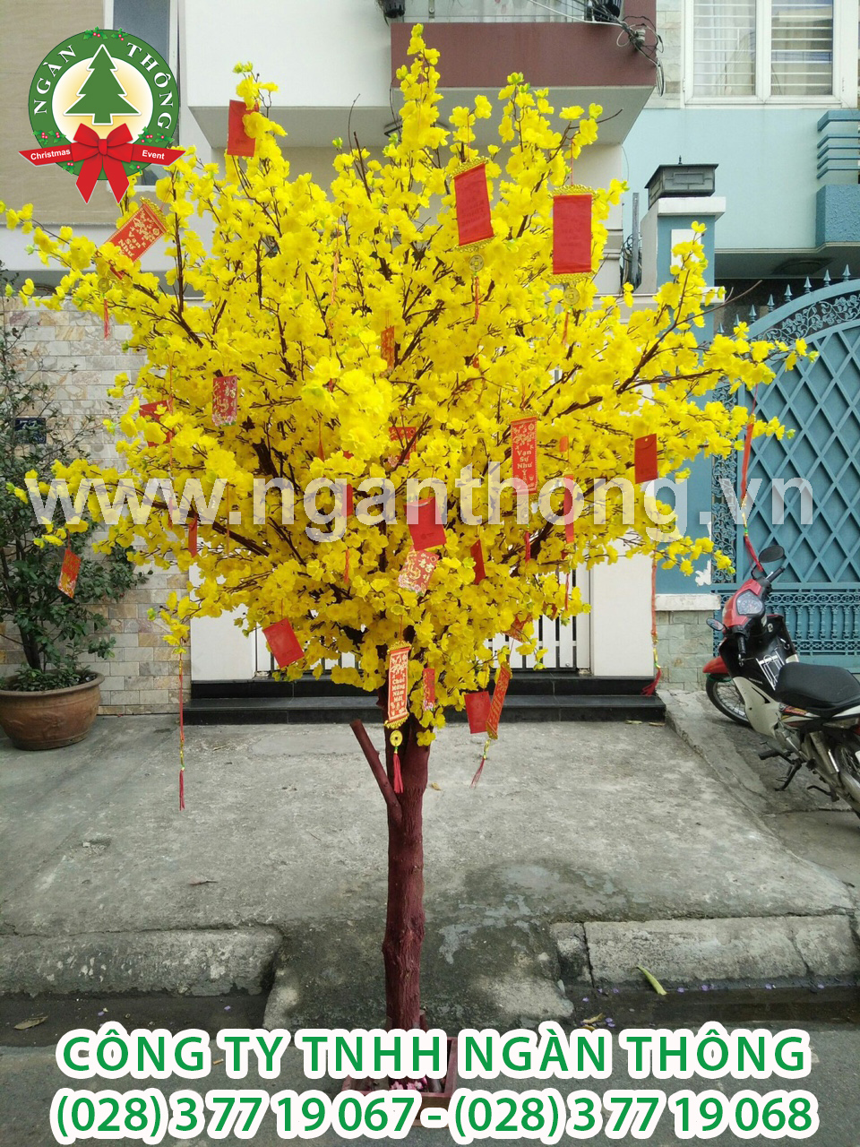 CÂY MAI THÂN GỖ HOA GIẢ MS14