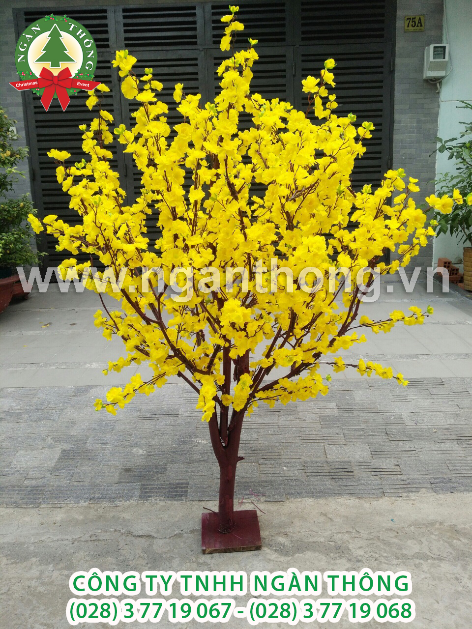 CÂY MAI THÂN GỖ HOA GIẢ MS15