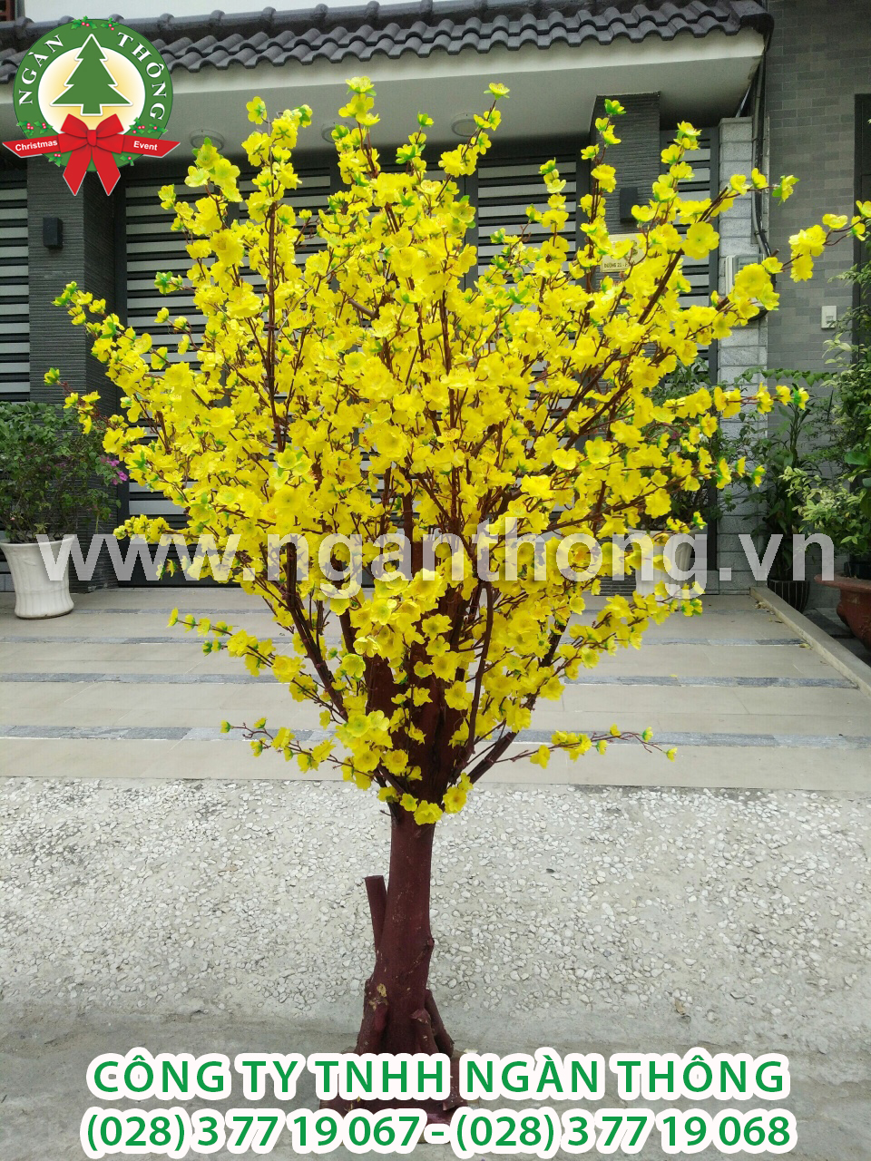 CÂY MAI THÂN GỖ HOA GIẢ MS16
