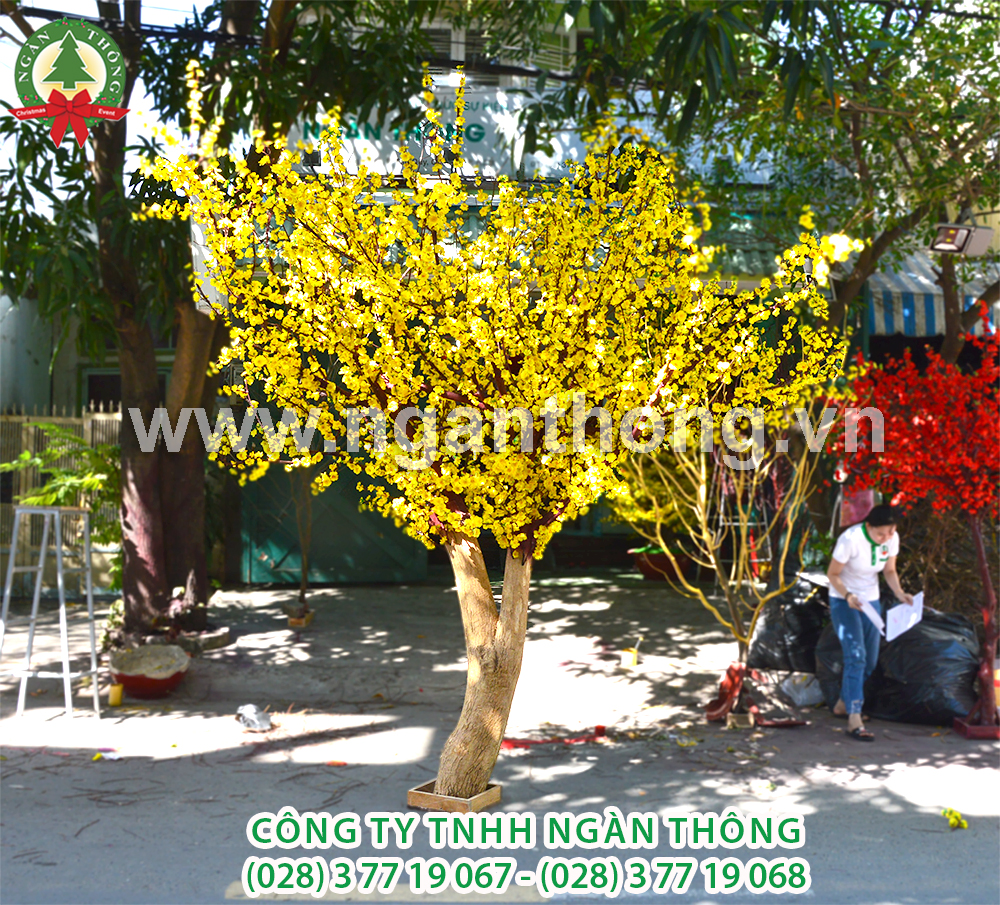 CÂY MAI THÂN GỖ HOA GIẢ MS18