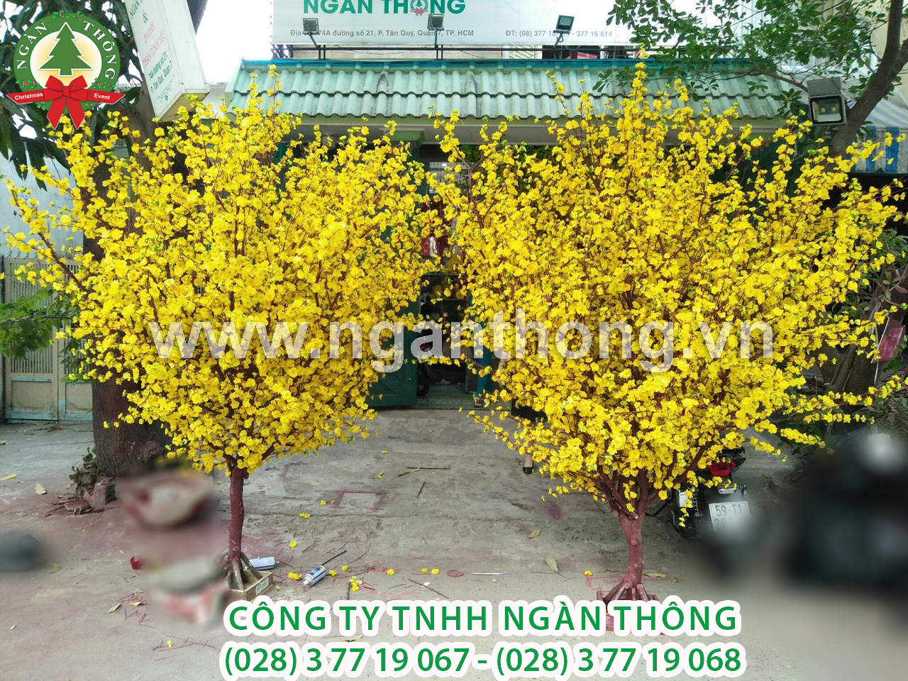 CÂY MAI THÂN GỖ HOA GIẢ MS19