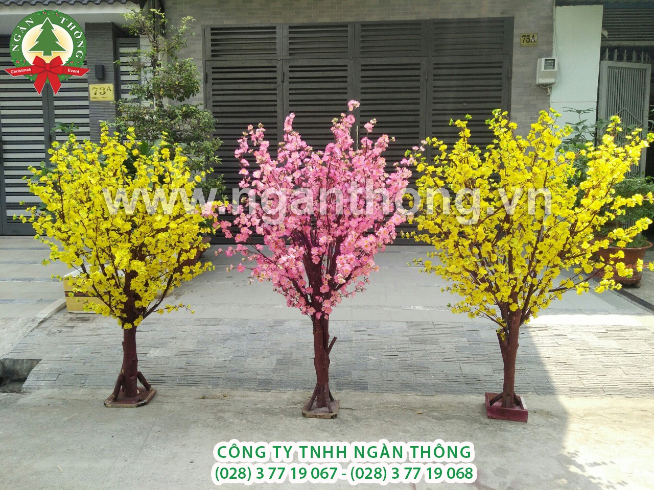 CÂY MAI THÂN GỖ HOA GIẢ MS21