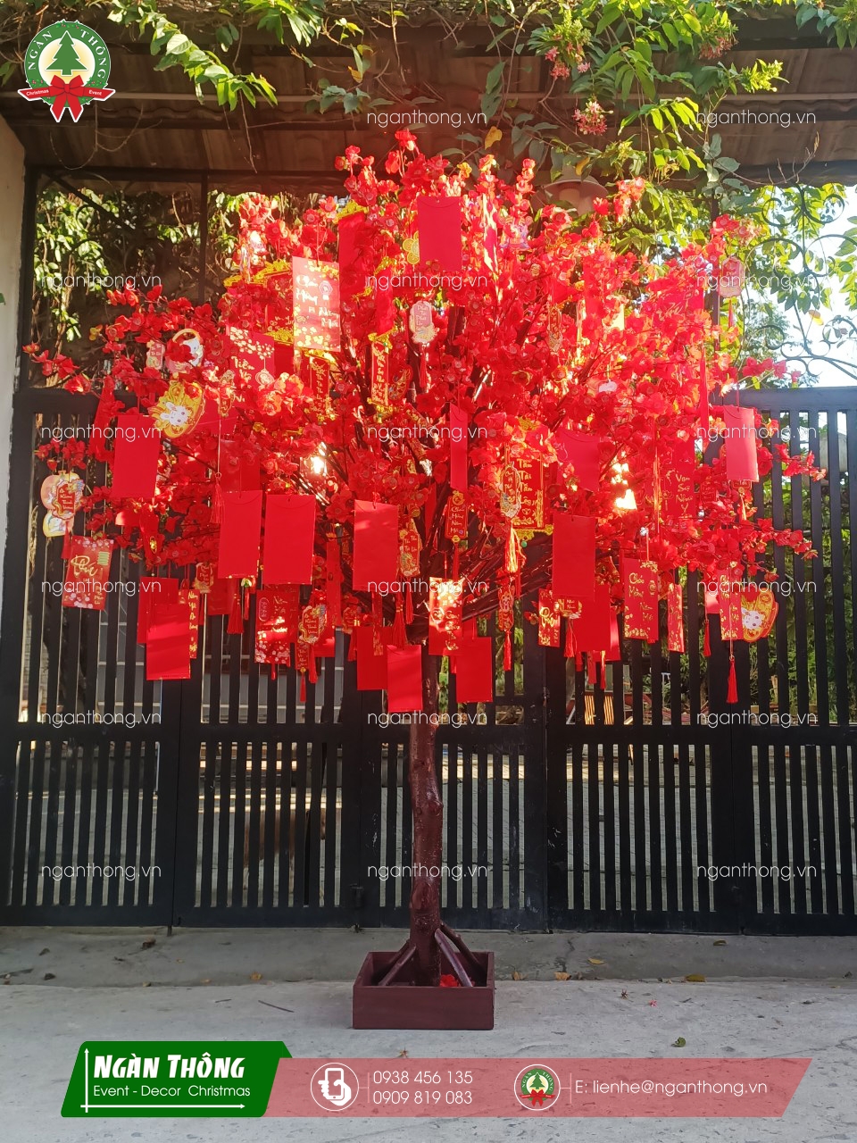CÂY HOA LÌ XÌ