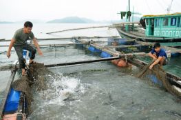 LỒNG LƯỚI NUÔI CÁ