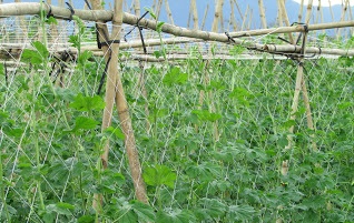 KHỔ QUA DÙNG LƯỚI