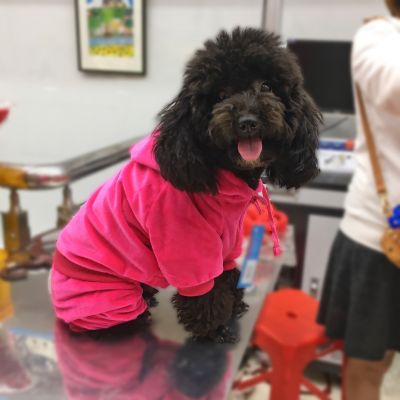 Áo lông 4 chân cho thú cưng (4 màu)