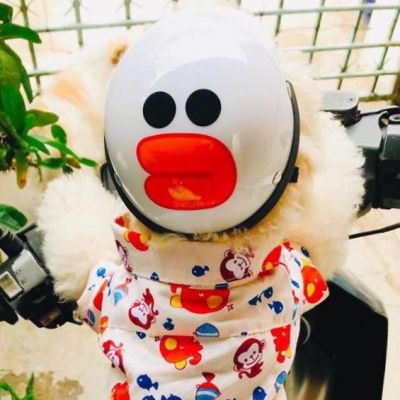 Nón bảo hiểm cho chó, mèo