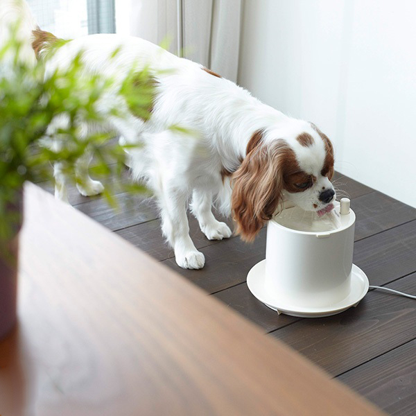 doggyman_cafe_water__7