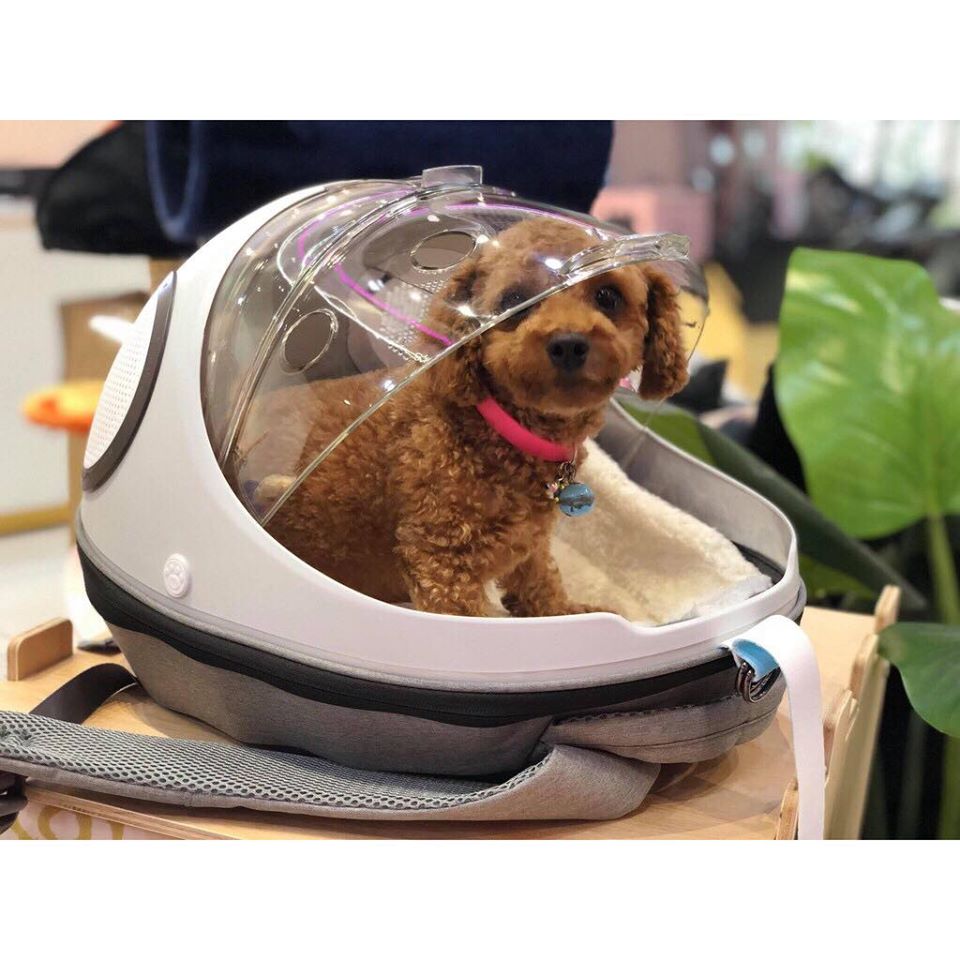 Balo hình bọ dừa trong suốt 2in1