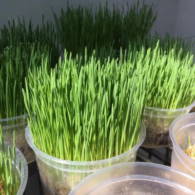 Cỏ tươi cho mèo