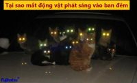 TẠI SAO MẮT ĐỘNG VẬT PHÁT SÁNG TRONG BÓNG TỐI, CÓ NHIỀU MÀU KHÁC NHAU VÀ NHÌN ĐƯỢC BAN ĐÊM?