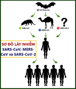 Vi rút corona lây lan từ động vật sang người như thế nào?