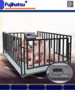 CÂN CHĂN NUÔI HAY CÂN GIA SÚC MỘT LOẠI CÂN ĐỘNG VẬT Ở HẬU GIANG