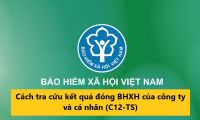 Cách tra cứu kết quả đóng BHXH của công ty và cá nhân (C12-TS) chính xác nhất