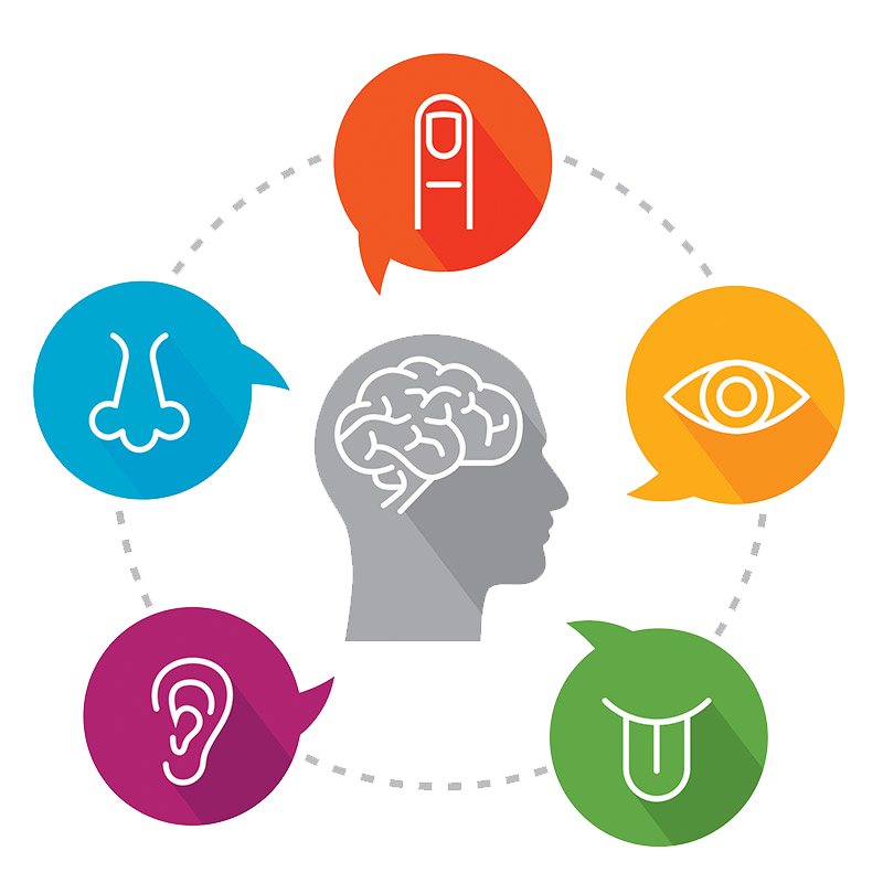 phát triển các giác quan 