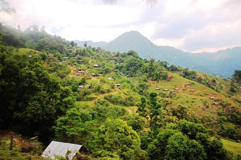 Trà Đông Bắc Trà My Quảng Nam