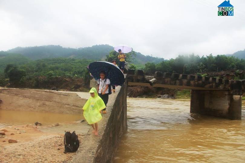 Trà Sơn Bắc Trà My Quảng Nam 