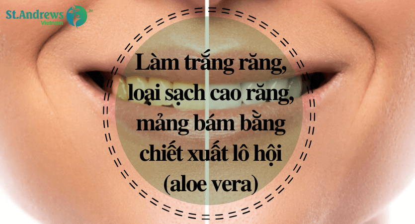 lam-sach-cao-rang-mang-bam-lam-trang-rang-voi-aloe-vera