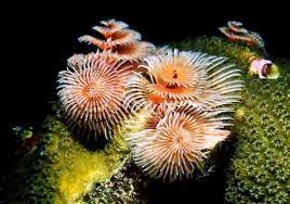 San hô bông thụt – Featherduster worm